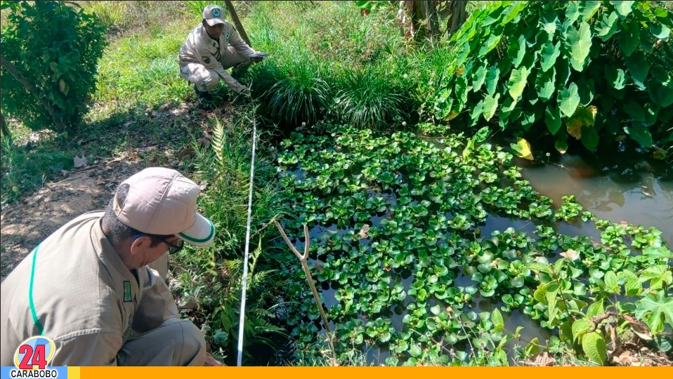 Operativo ambiental en Vigirima