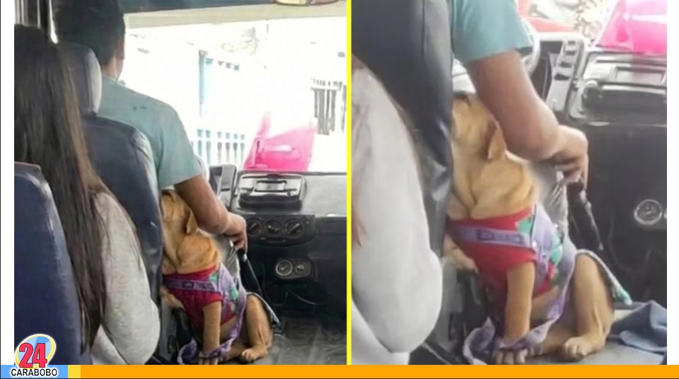 Autobuseros de México se hacen virales por llevar mascotas
