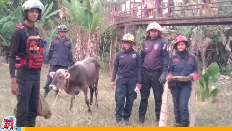 Rescatado un ternero en Libertador de una fosa séptica