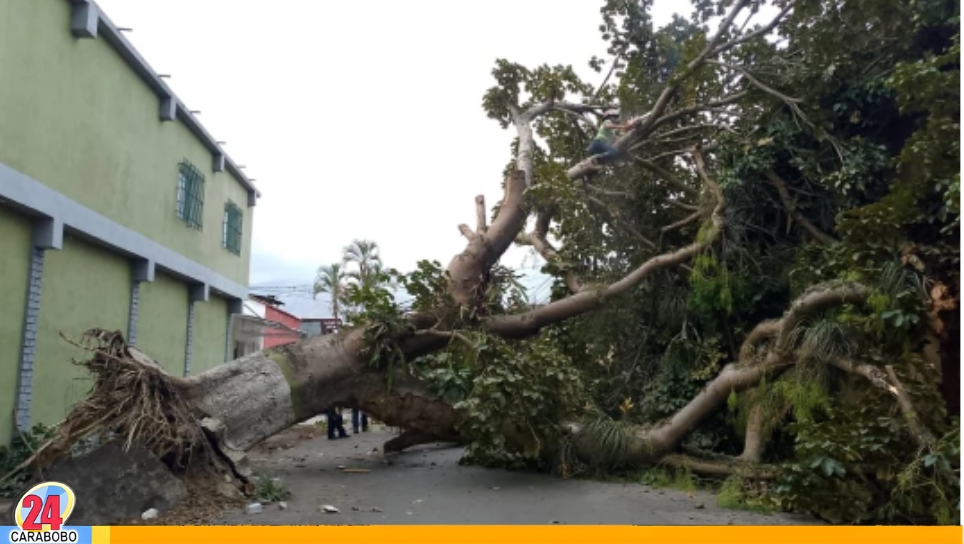 Caída de árbol en el centro de Bejuma