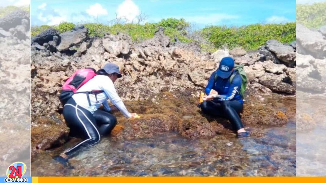 algas rojas en Morrocoy