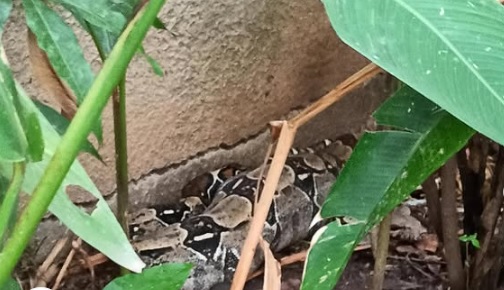 Rescatan una tragavenado en una zona residencial de Naguanagua