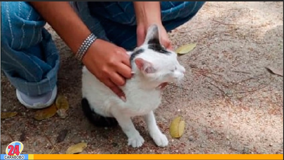 Rescatado un gato en Naguanagua