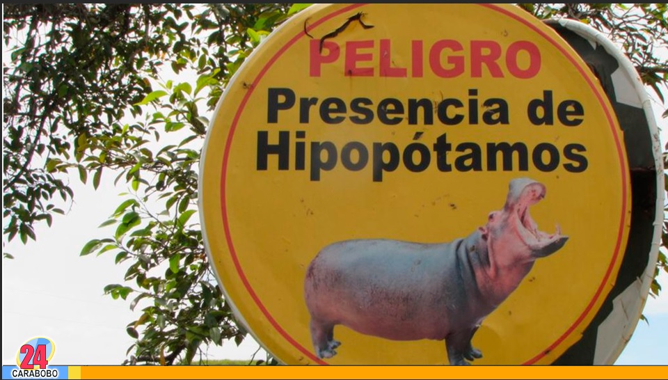 Multimillonario de la India ofreció a Colombia llevarse los 80 hipopótamos de Escobar