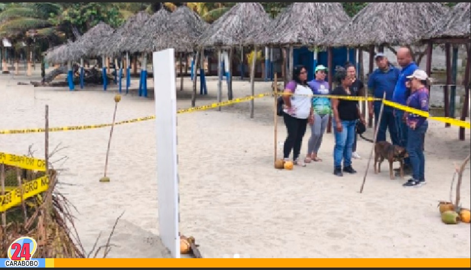 tortugas cardón en Patanemo