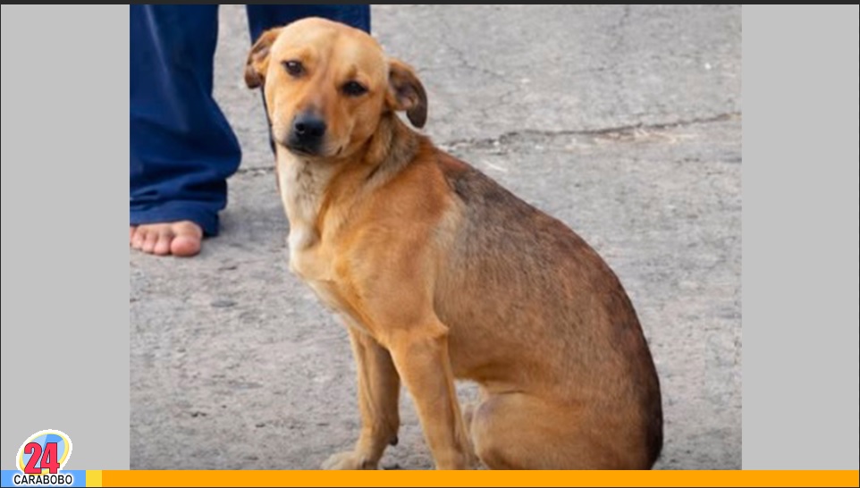 perros callejeros