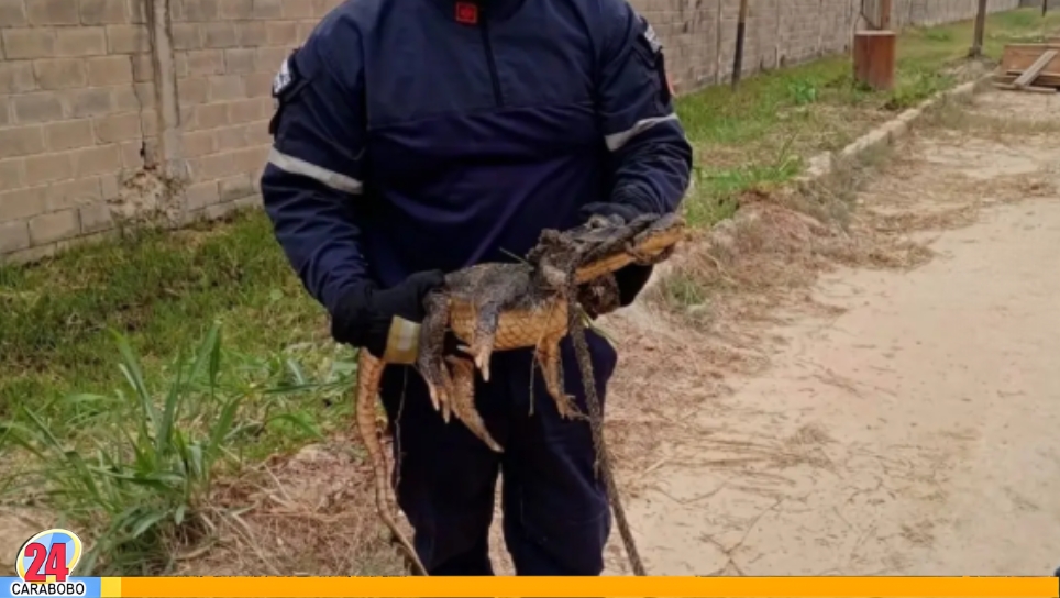 Capturan a una baba en Los Guayos