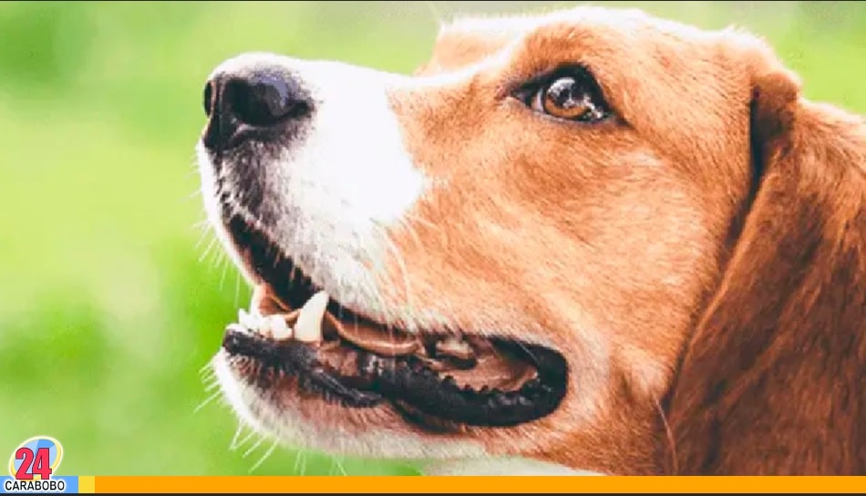 Censo Nacional de Esterilización 2026