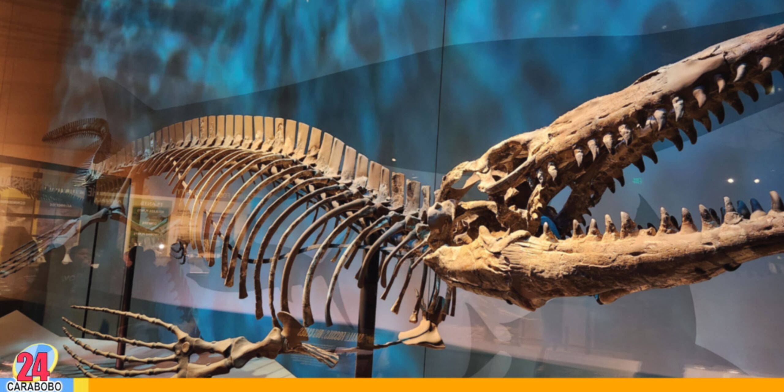 Descubren un 'T. rex' gigantesco