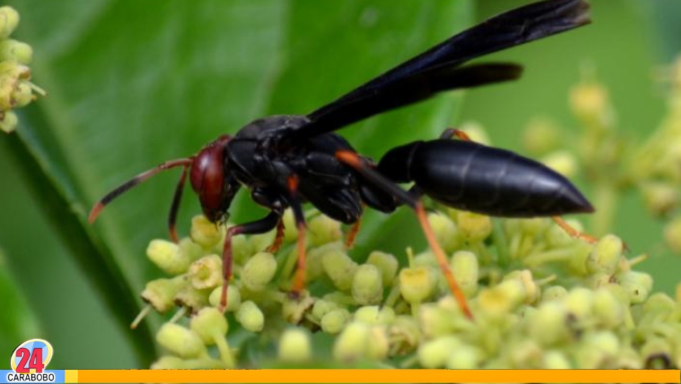 Fallece tras ataque de avispas en Aragua