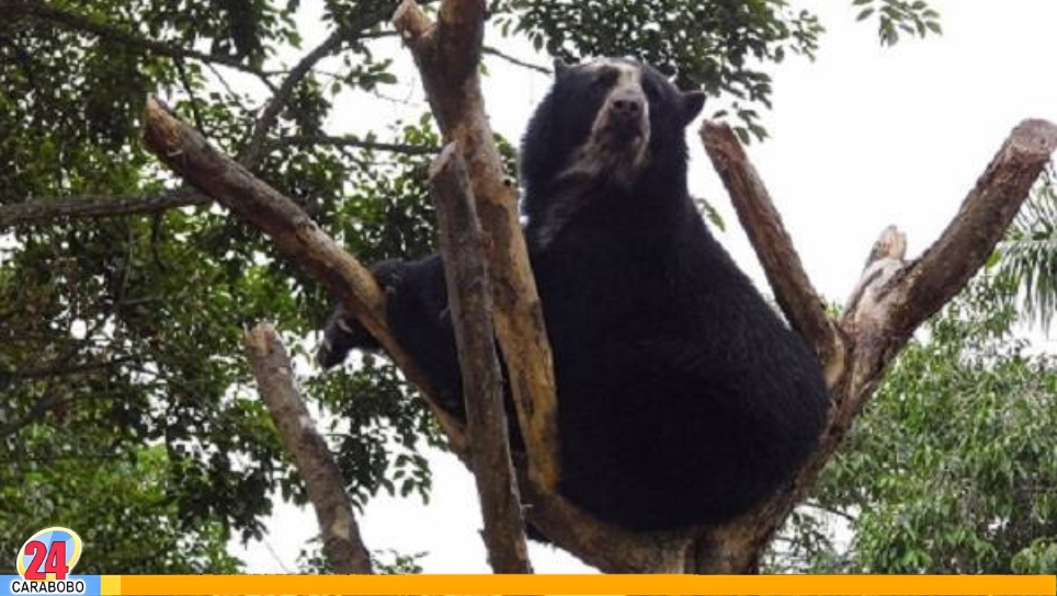 Oso frontino en Parque Terepaima