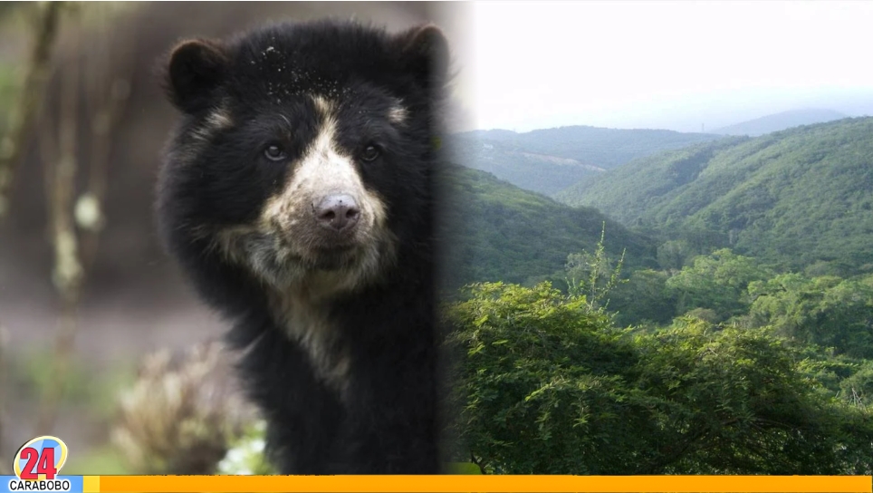 Oso frontino en Parque Terepaima