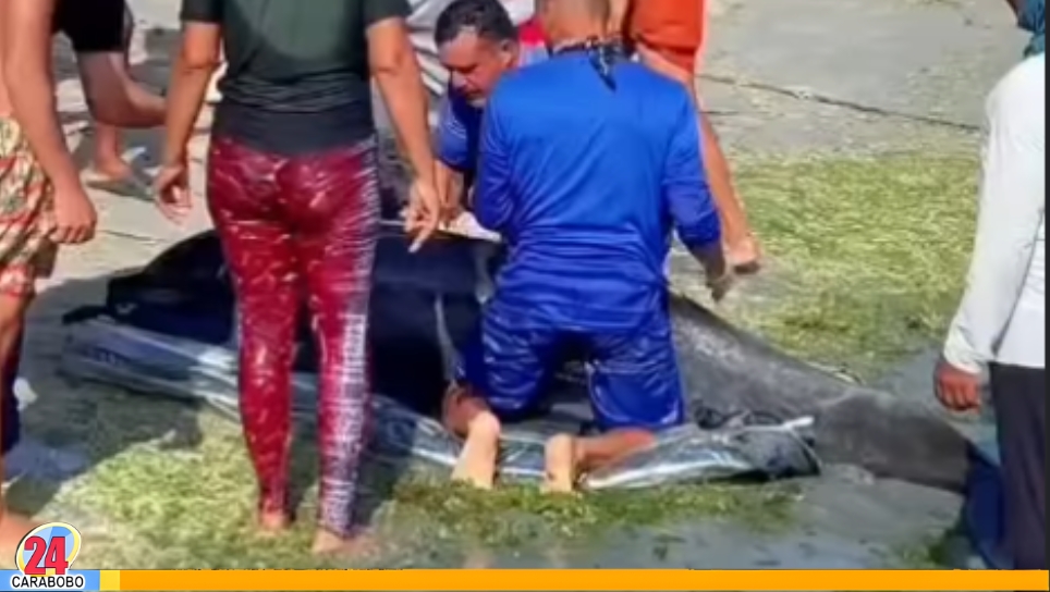 Rescate de delfín en Pampatar