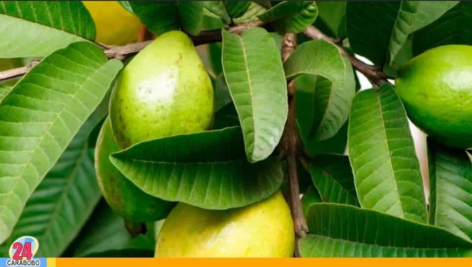hojas del árbol de guayaba