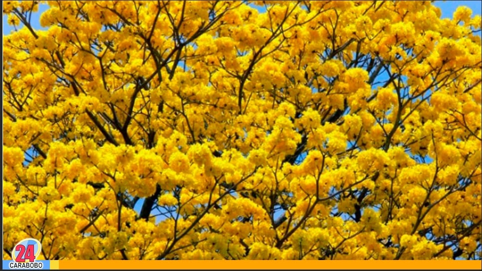 Efemérides del 29 de mayo, se decreta el Araguaney como árbol nacional de Venezuela