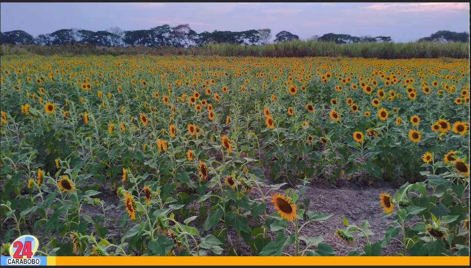 Girasoles en Portuguesa