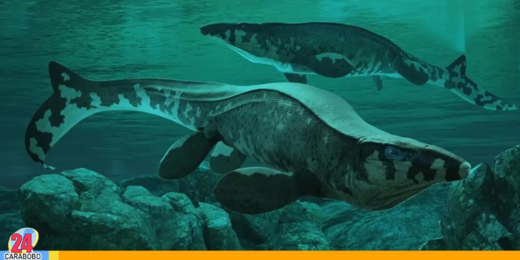 Descubren un 'T. rex' gigantesco
