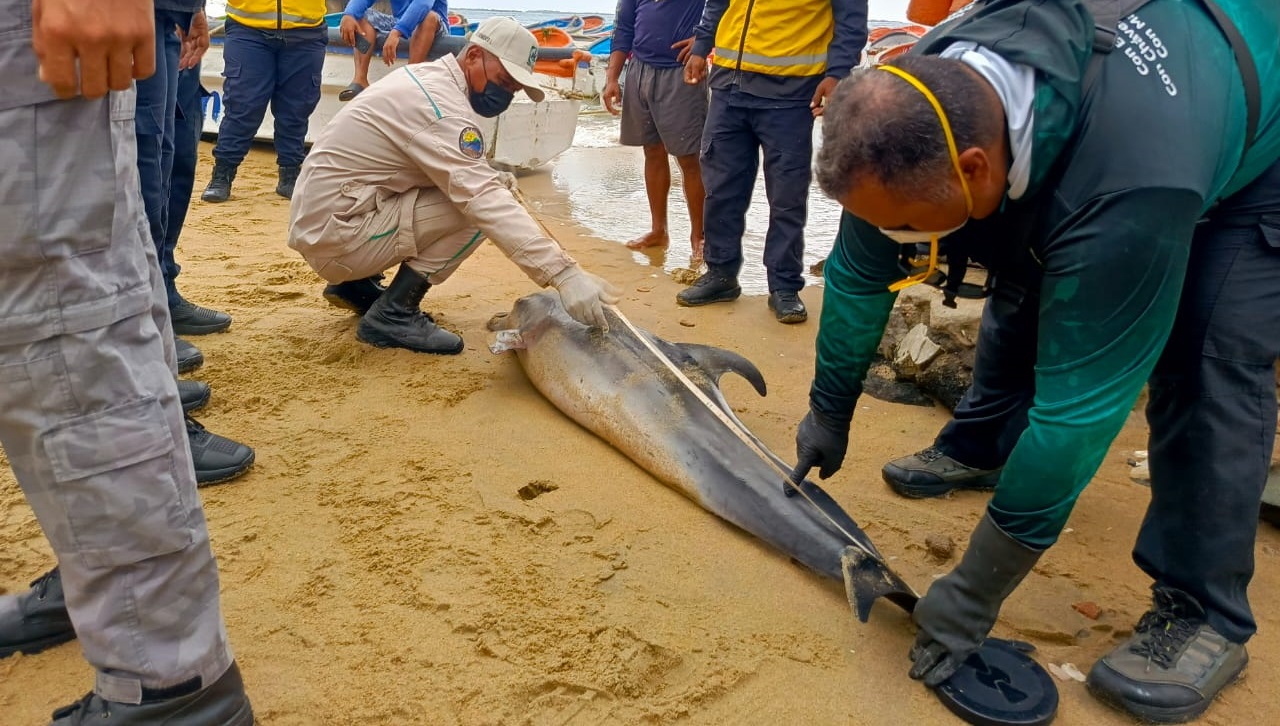 Delfín apareció sin vida en playa Gañango en Puerto Cabello