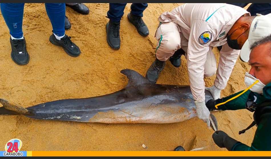 Delfín apareció sin vida en playa Gañango en Puerto Cabello