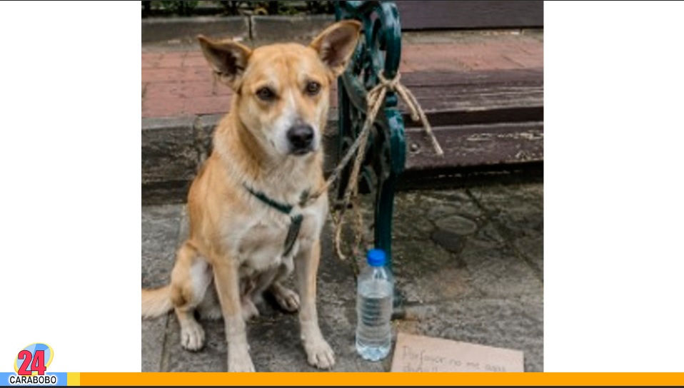 Un perro en Ecuador hizo todo ser adoptado
