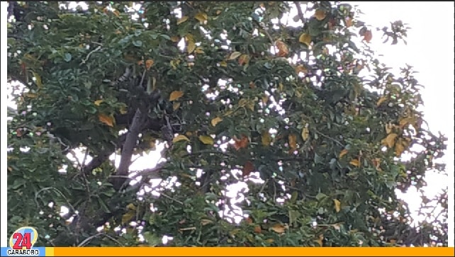 Hojas del árbol de aguacate