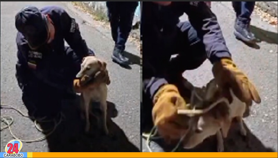 perro atrapado en una vivienda en Los Guayos