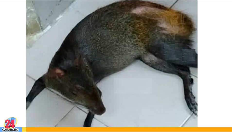 Picure que fue arrollado en Naguanagua