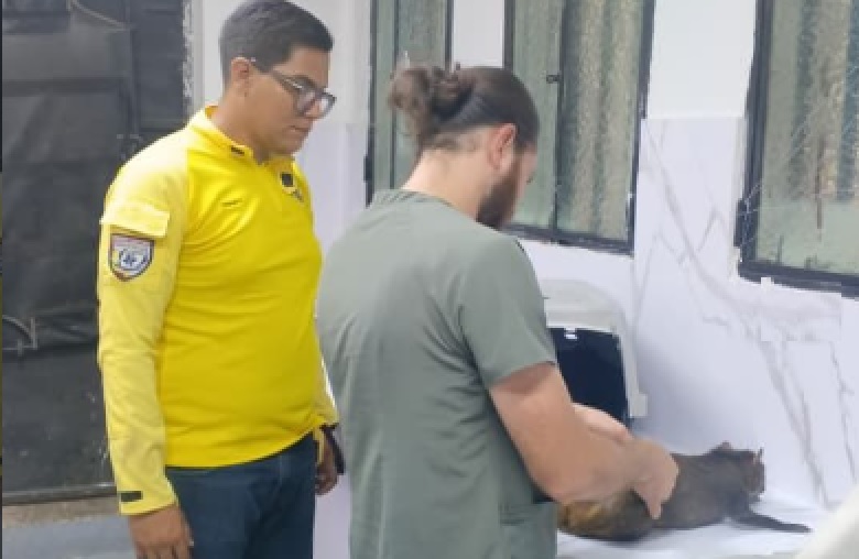 Picure que fue arrollado en Naguanagua
