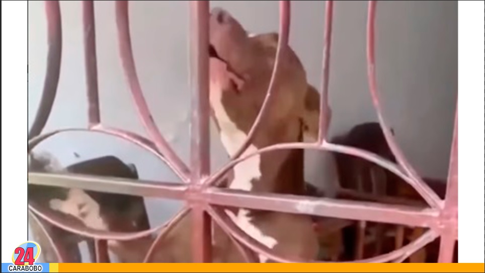Pitbull atacó a su dueño en La Guaira