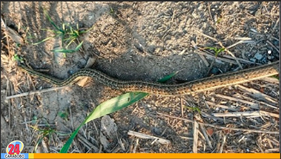 serpiente en Los Guayos