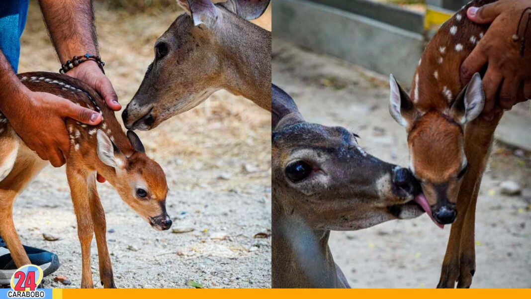 venado cola blanca Zoológico Las Delicias