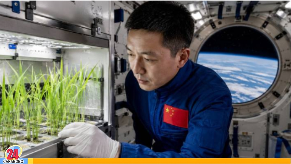Cultivo de arroz en el espacio