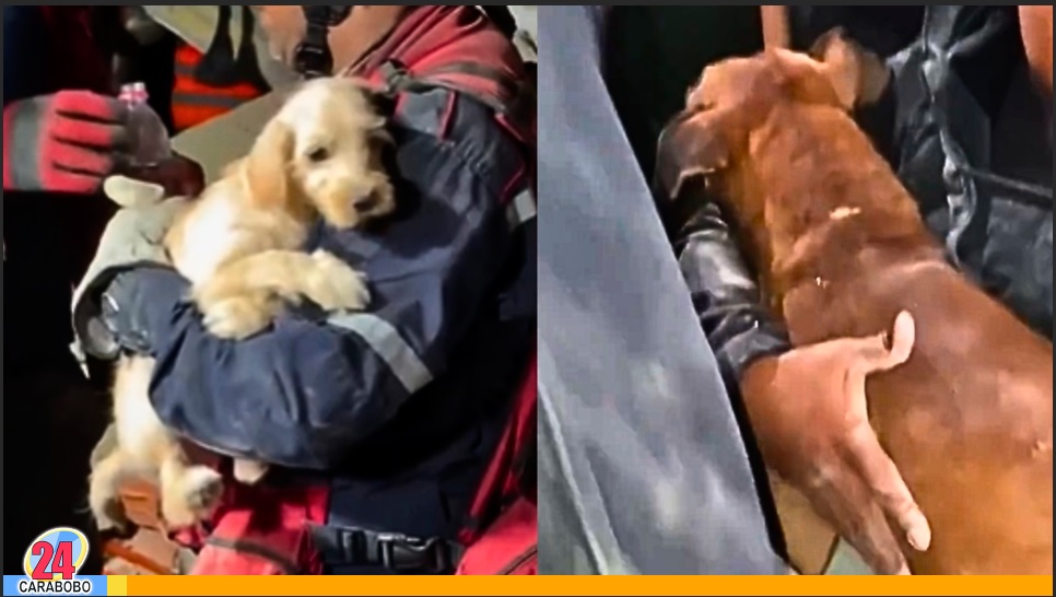 Plataformas digitales para ubicar o reportar mascotas