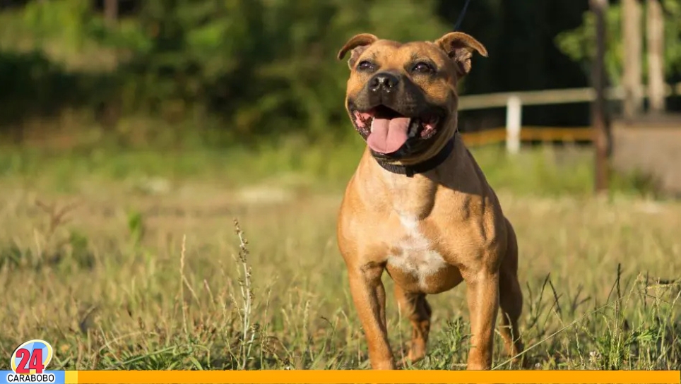 Los perros Pitbull son agresivos