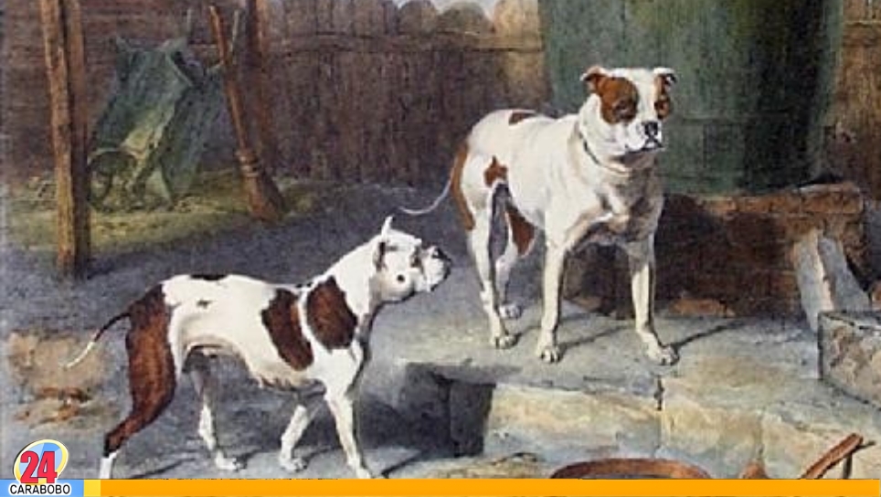 Los perros Pitbull son agresivos (2)