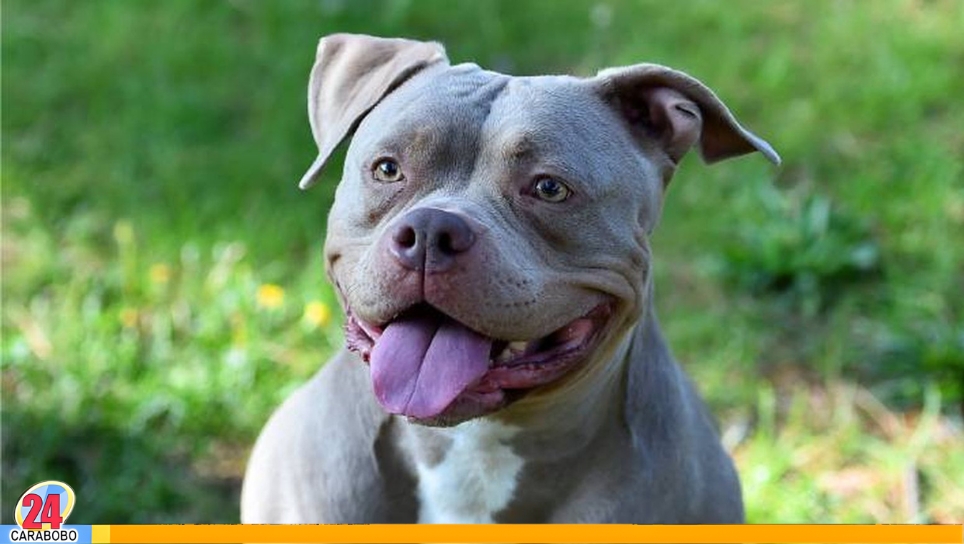 Los perros Pitbull son agresivos