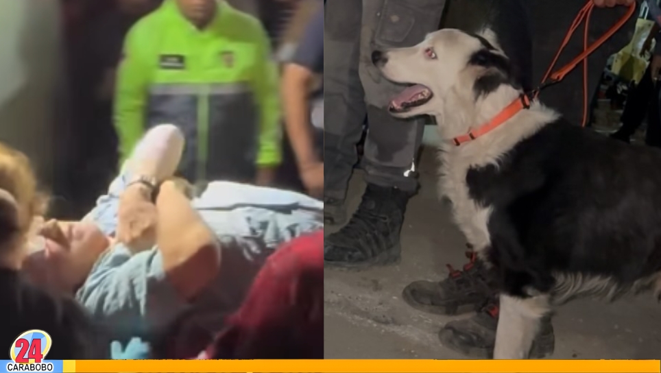 Tsunami el perro rescatista de Venezuela