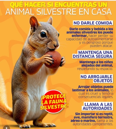 Animal silvestre en casa