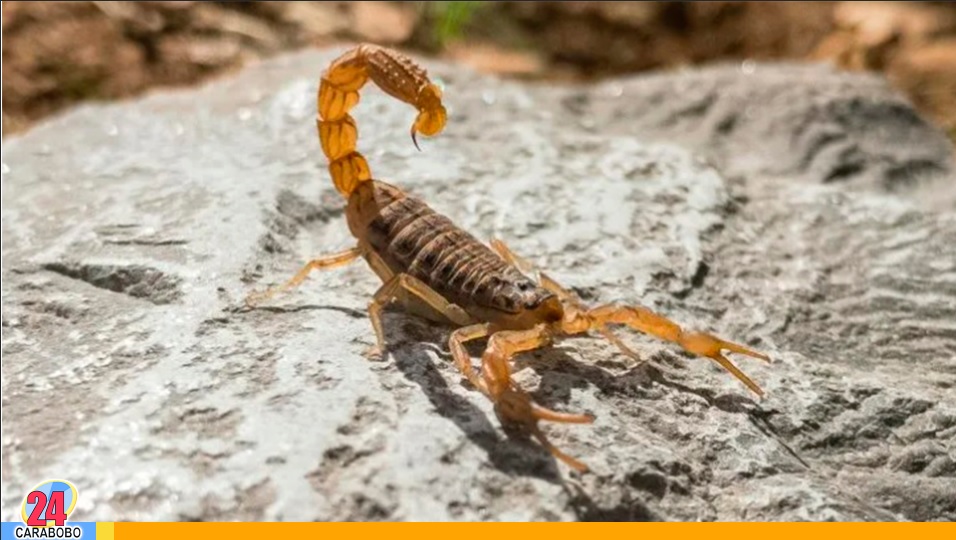 escorpiones venenosos