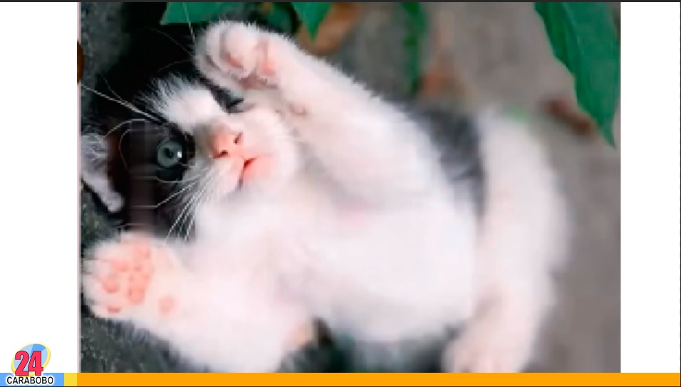gato callejero