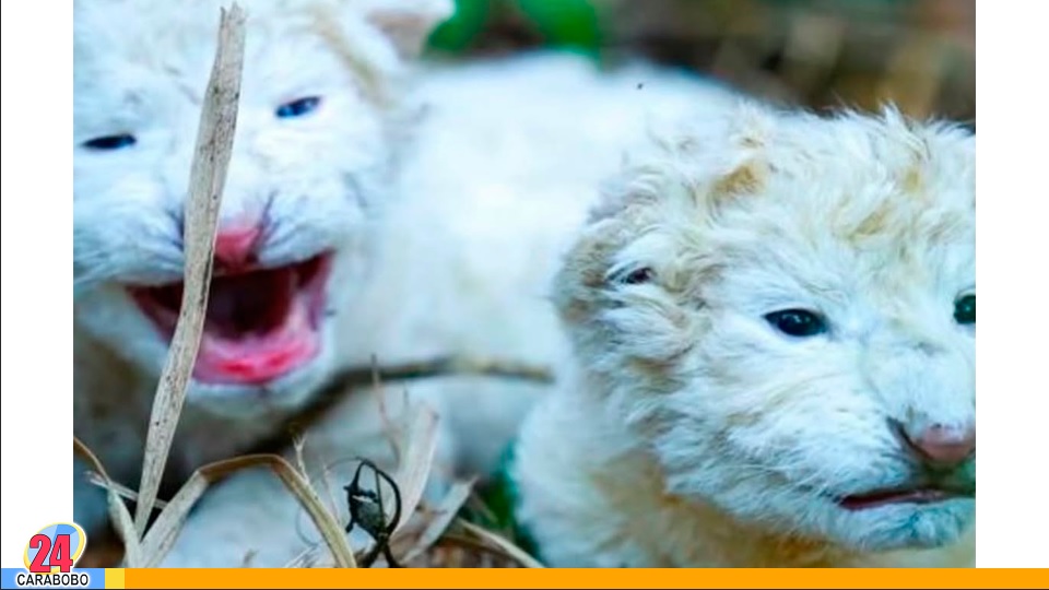 leones blancos en el Zoológico de Las Delicias