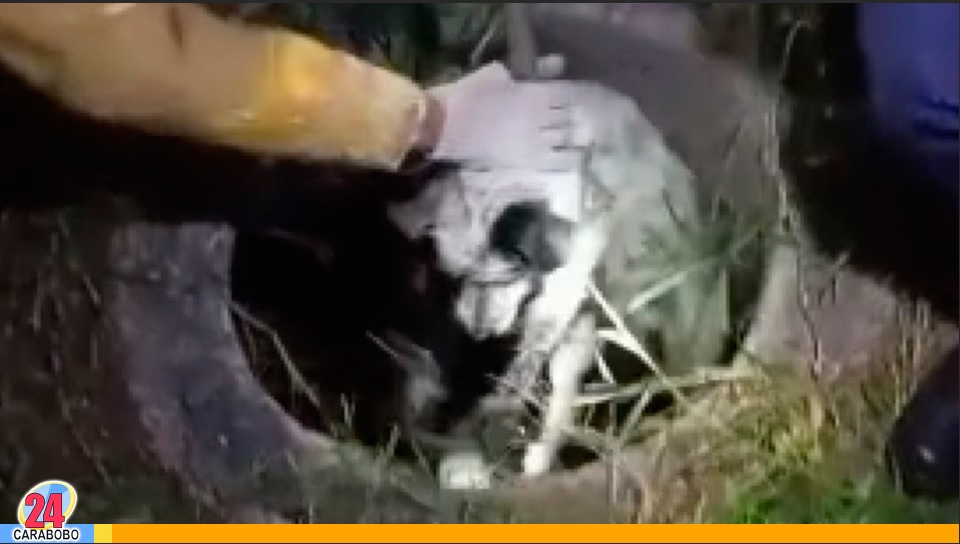 Rescataron un perro tras caer en un drenaje en Mariara
