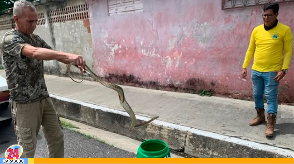 Rescatada una mapanare en Naguanagua