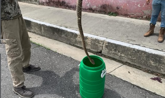 Rescatada una mapanare en Naguanagua