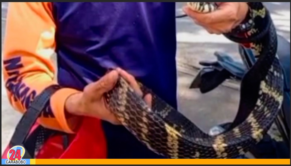 Tigra cazadora en Naguanagua