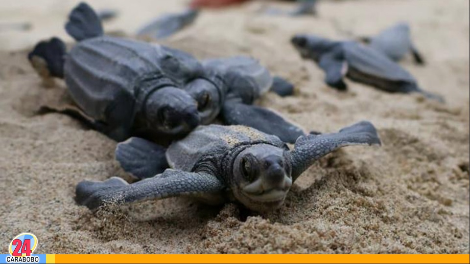 tortugas Cardón nacieron en Puerto Cabello