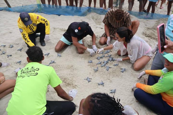 tortugas Cardón nacieron en Puerto Cabello