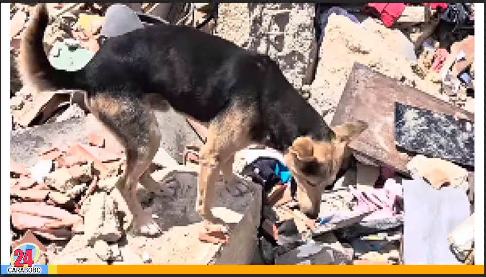 Un perro en La Guaira