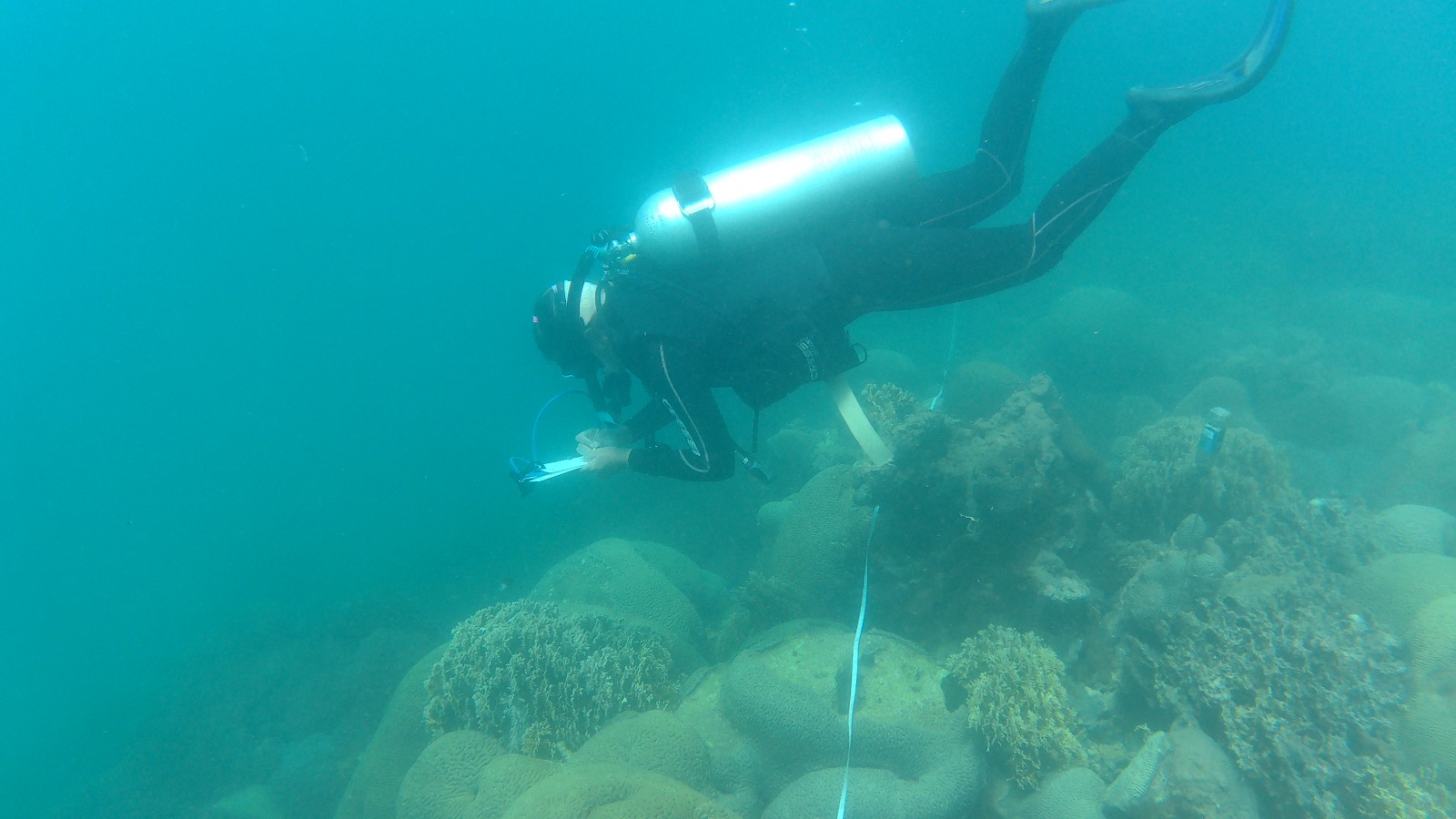 Avanza la lucha contra el coral invasor en las costas venezolanas