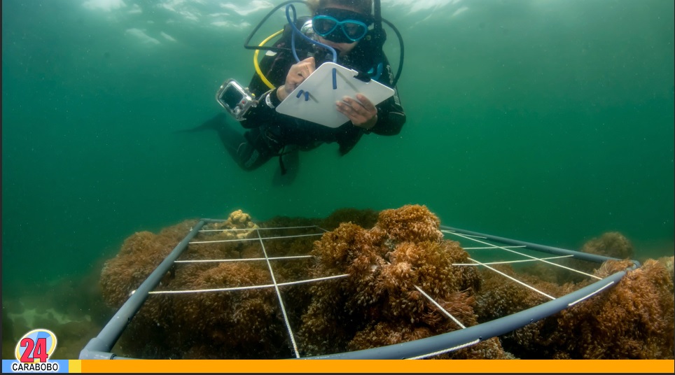coral invasor